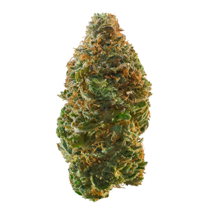 Cherry Bomb Strain