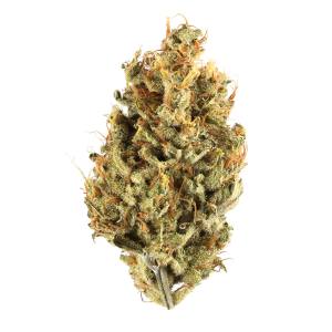 Chocolate Diesel Strain