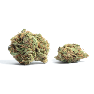 Chocolate Thai Strain | Rare Sativa Weed Strain