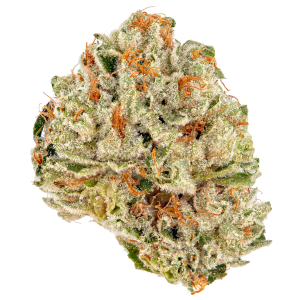 Dirty Girl Strain | Sativa-dominant Cannabis Strain