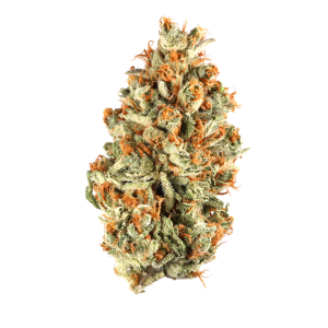 Great White Shark Strain | Aka Peacemaker, White Shark