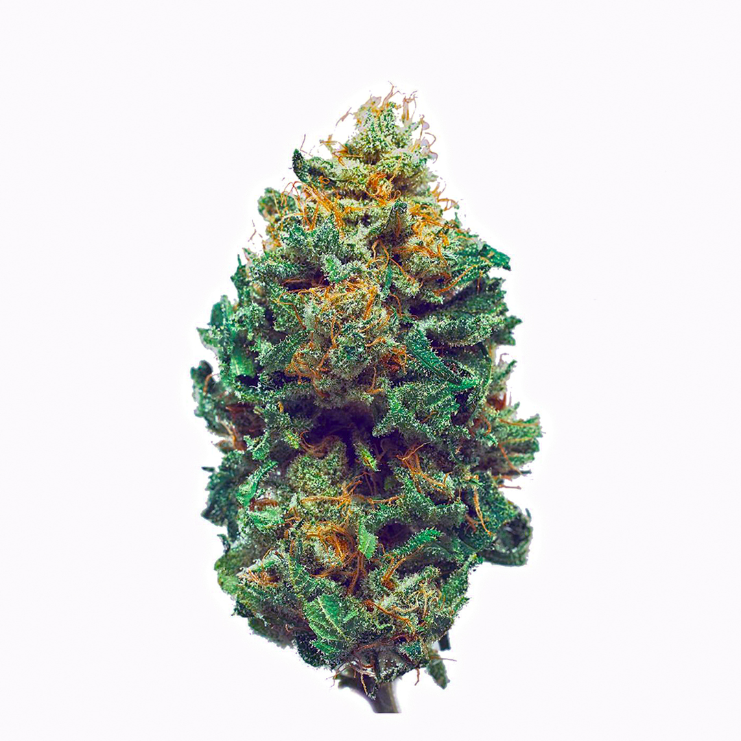 Harlequin Strain | Sativa Marijuana Strain