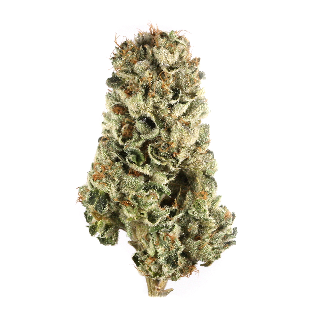MTF Strain | Aka Matanuska Thunder Fuck, Humble Warrior